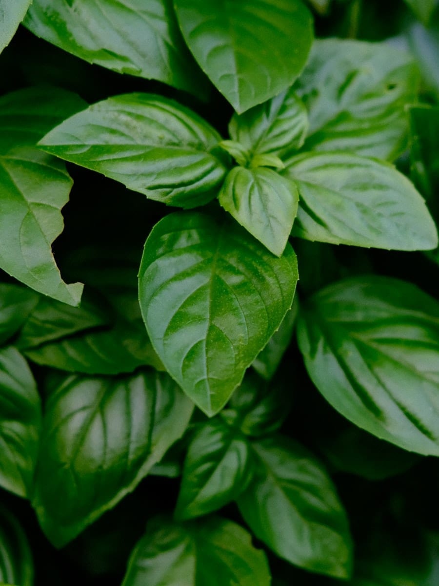 Dense green basil leaves