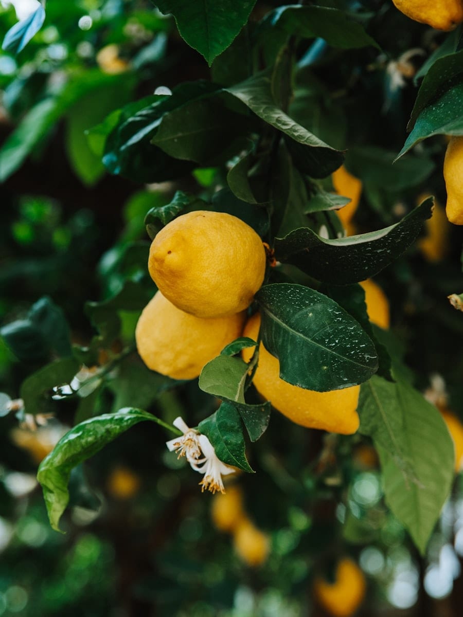Lemons ripening among dark leaves