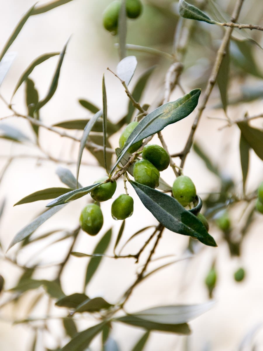 Green olives hanging from a silvered branch