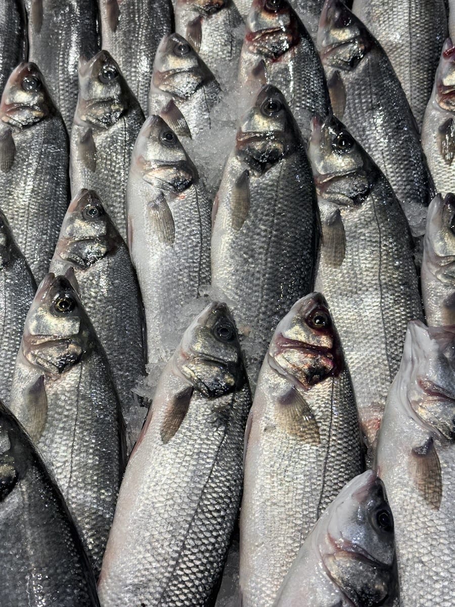 Whole sea bass laid out in rows on crushed ice