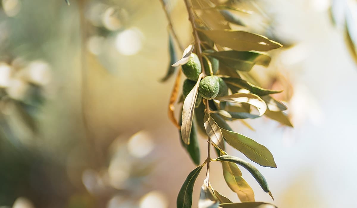 An olive branch backlit by late afternoon sun